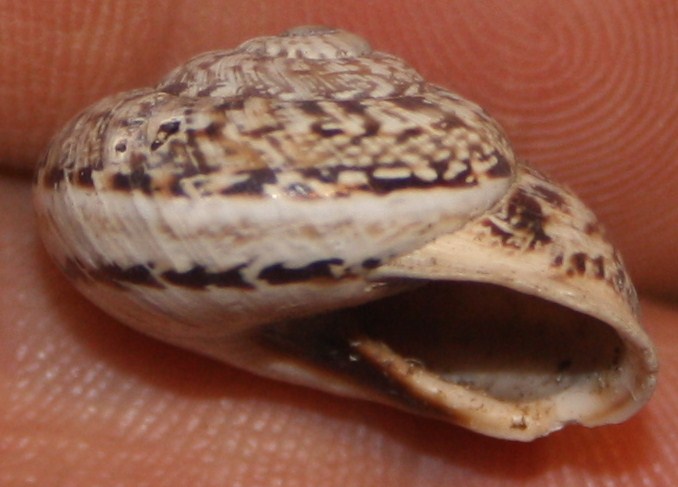 Helicidae da identificare